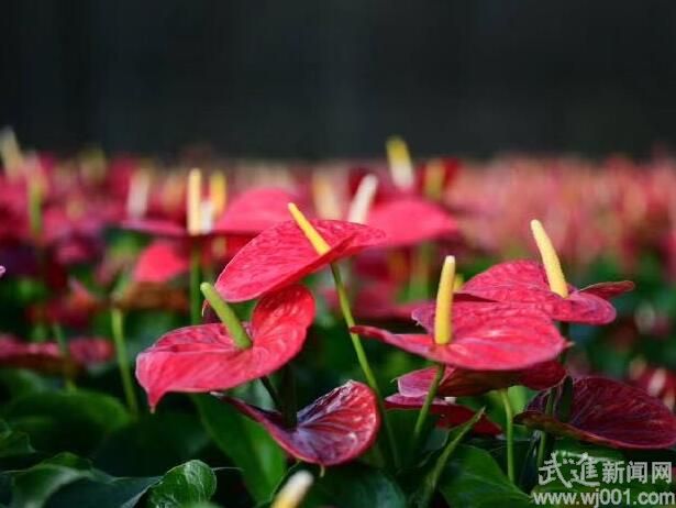 祝莊園藝10萬(wàn)盆紅掌、鳳梨滯銷(xiāo)